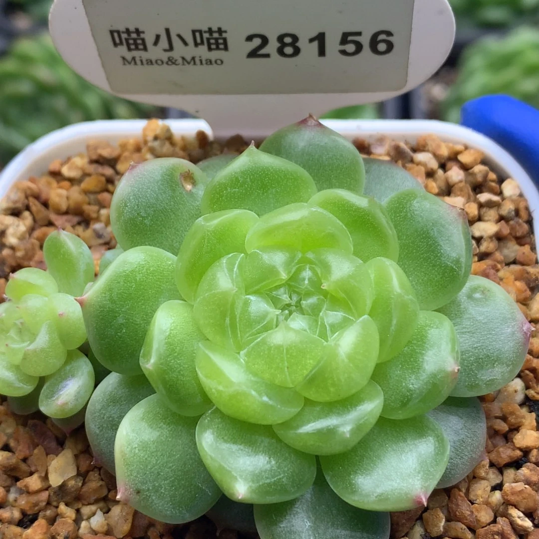 好***^多肉植物杂交珍妮