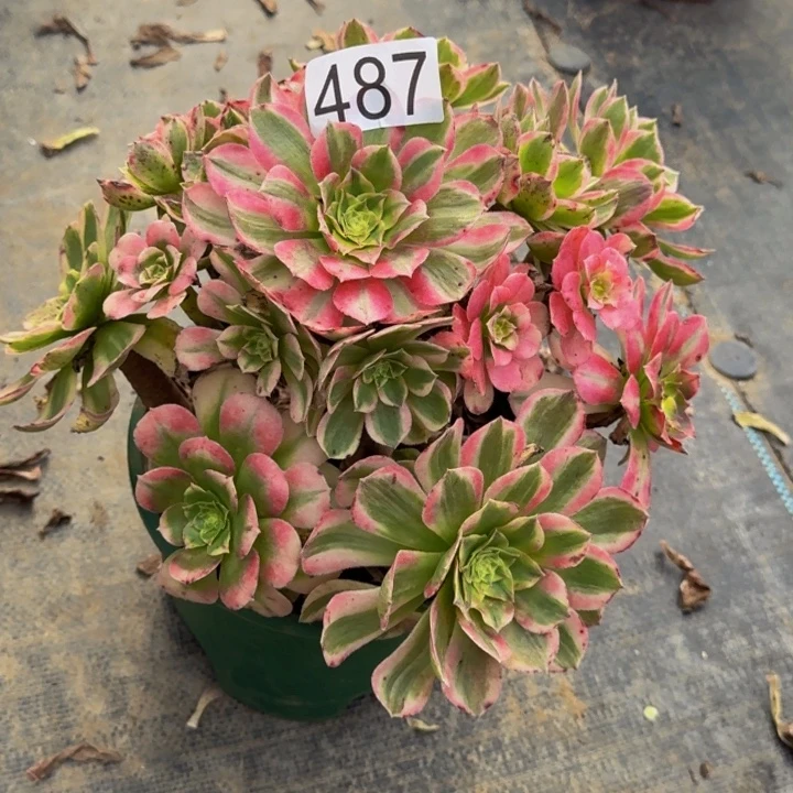 000000000000487玉芙蓉福利价