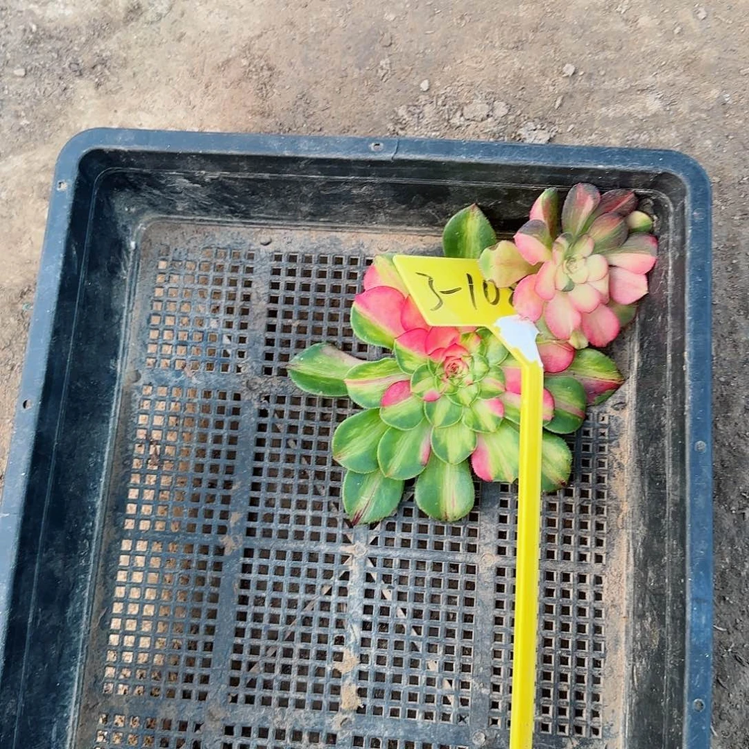 瑞*3-1081-寄养秋天的