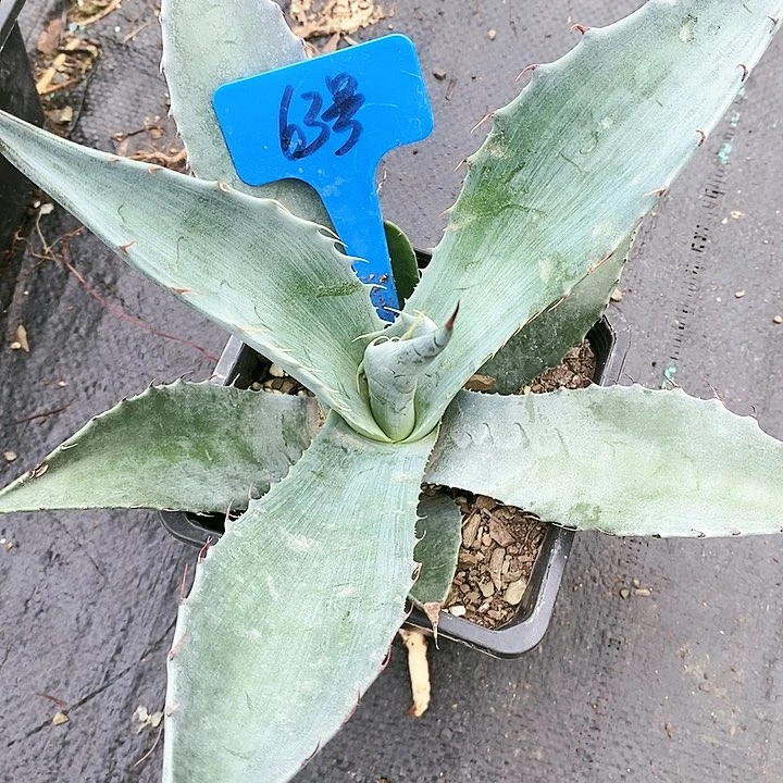 【闪购商品】龙舌兰虚空杂交