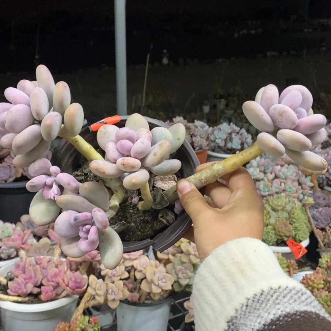 橙雪球三大头起发，160杯