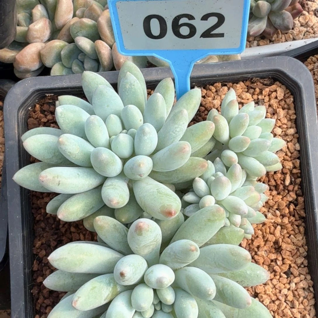 七彩三色奶糖多肉植物062