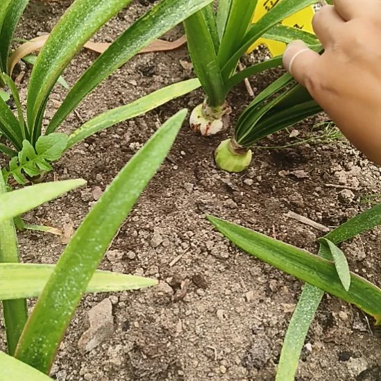 金****完全开放落日星空3+俩