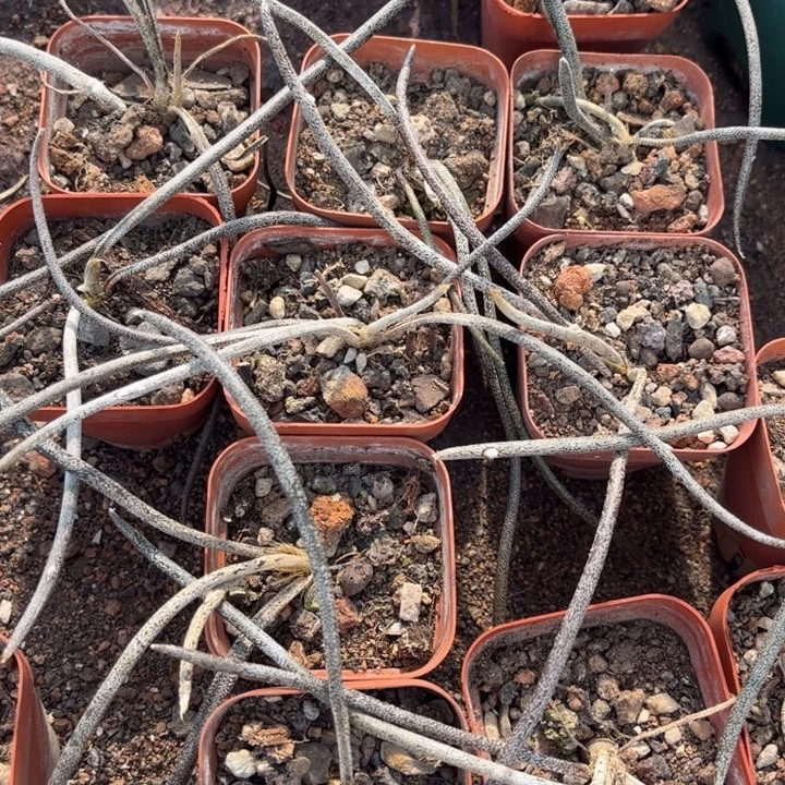 二个实生美杜莎好养皮实