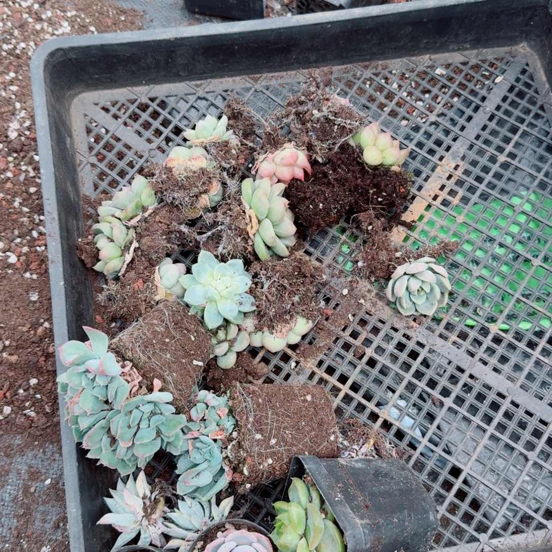 多肉杂交珍妮混合（主要皮艾啊珍妮）二十颗量拍16-65