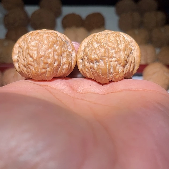 木40全品南瓜敦。