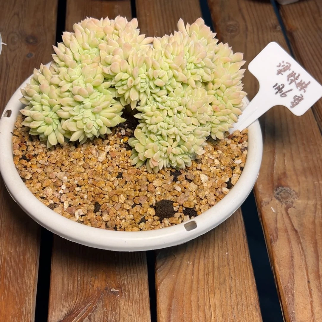 一物一拍链接，梁妹妹寄养