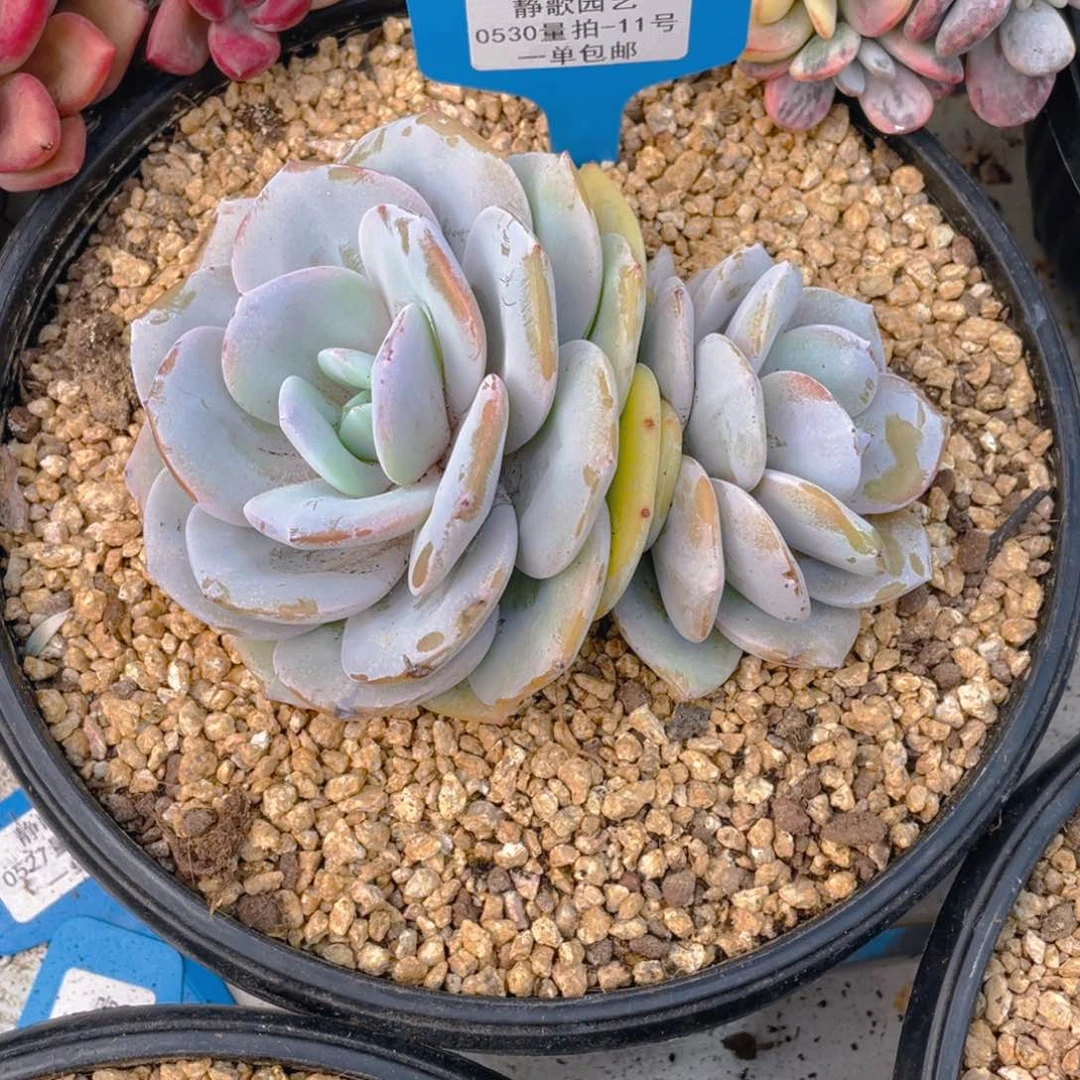 0530-11-韩版奶茶大双头一刻