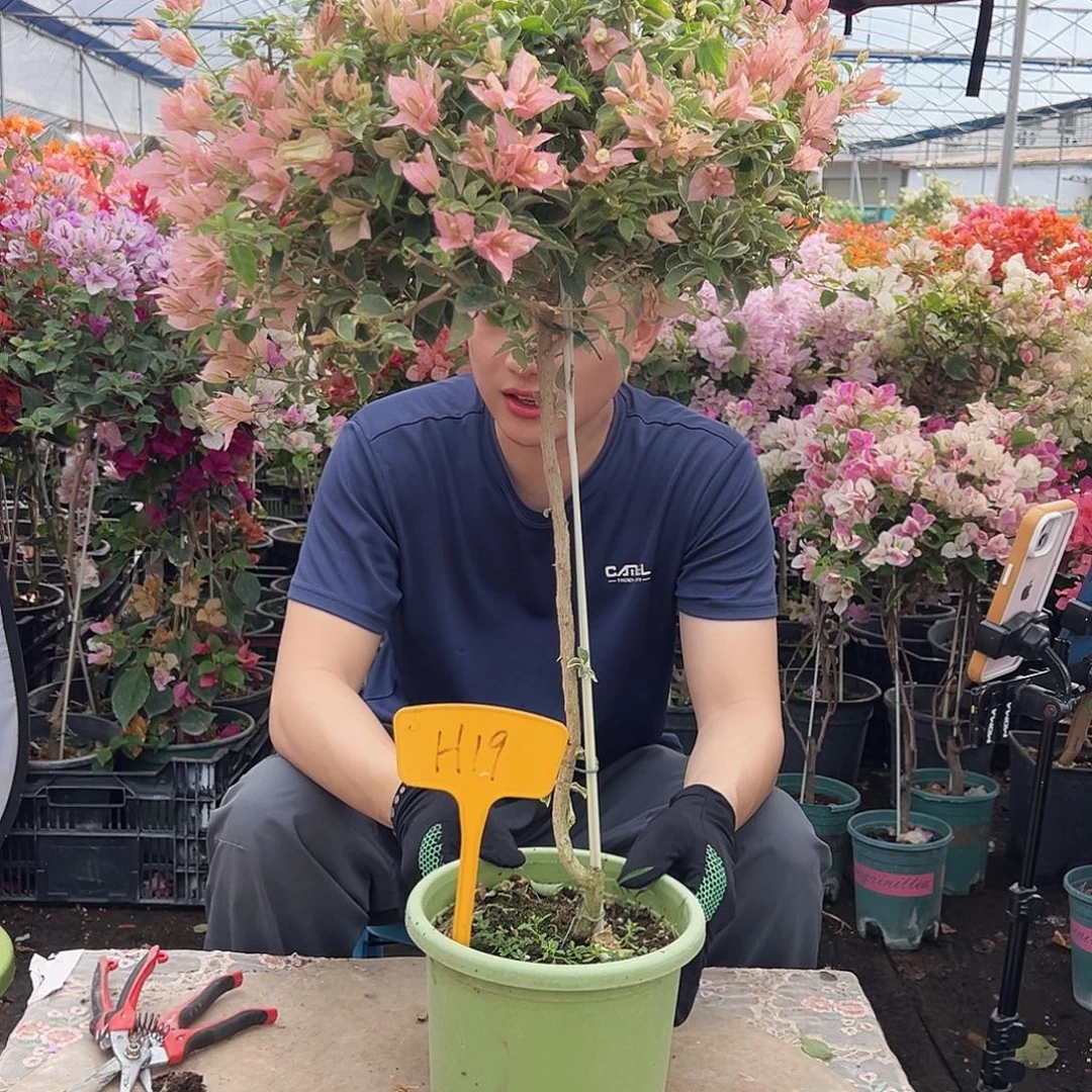 二***子大部分花苞少量开放H19少女心