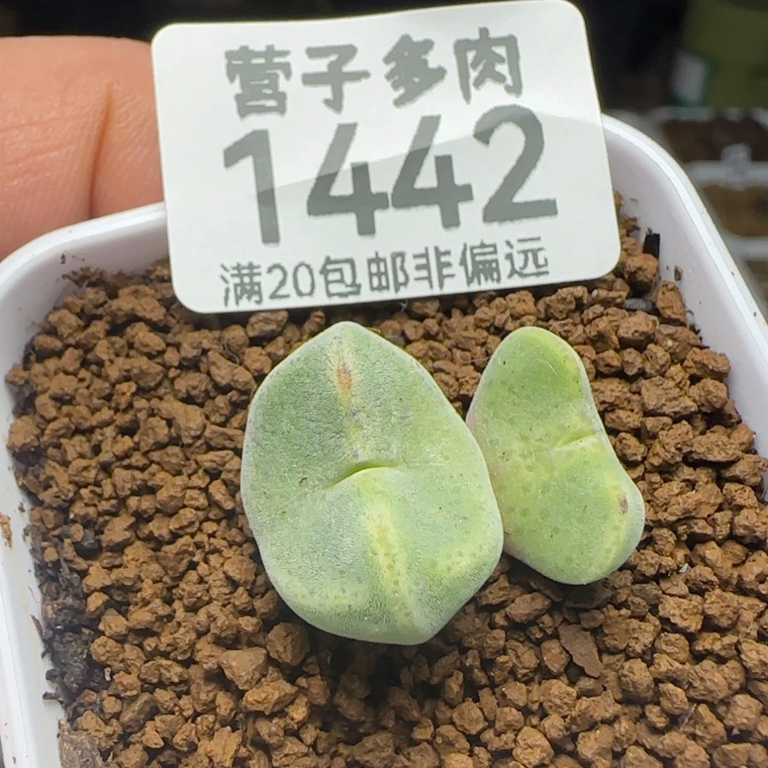 绿豆糕脱土双头。