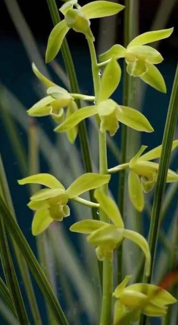 温州素 北方家养兰花老种蕙兰素心兰素花浓香惠兰