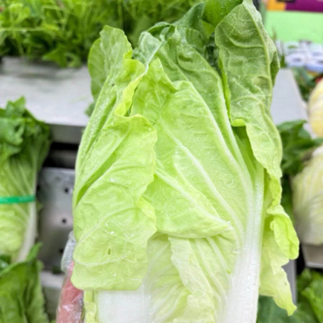 新鲜中白菜一个棵 800克～900克