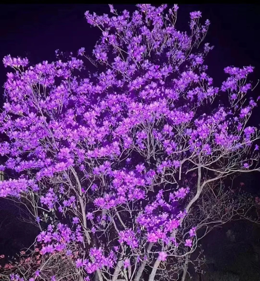 黄杨 荀子鸡血红映山红苗紫杜鹃瑞香金弹子火棘羊奶果等盆景素材