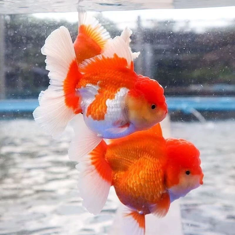 呆呆金鱼严选玛丽将军千折泰式冷水观赏鱼渔场直发《超萌好物》
