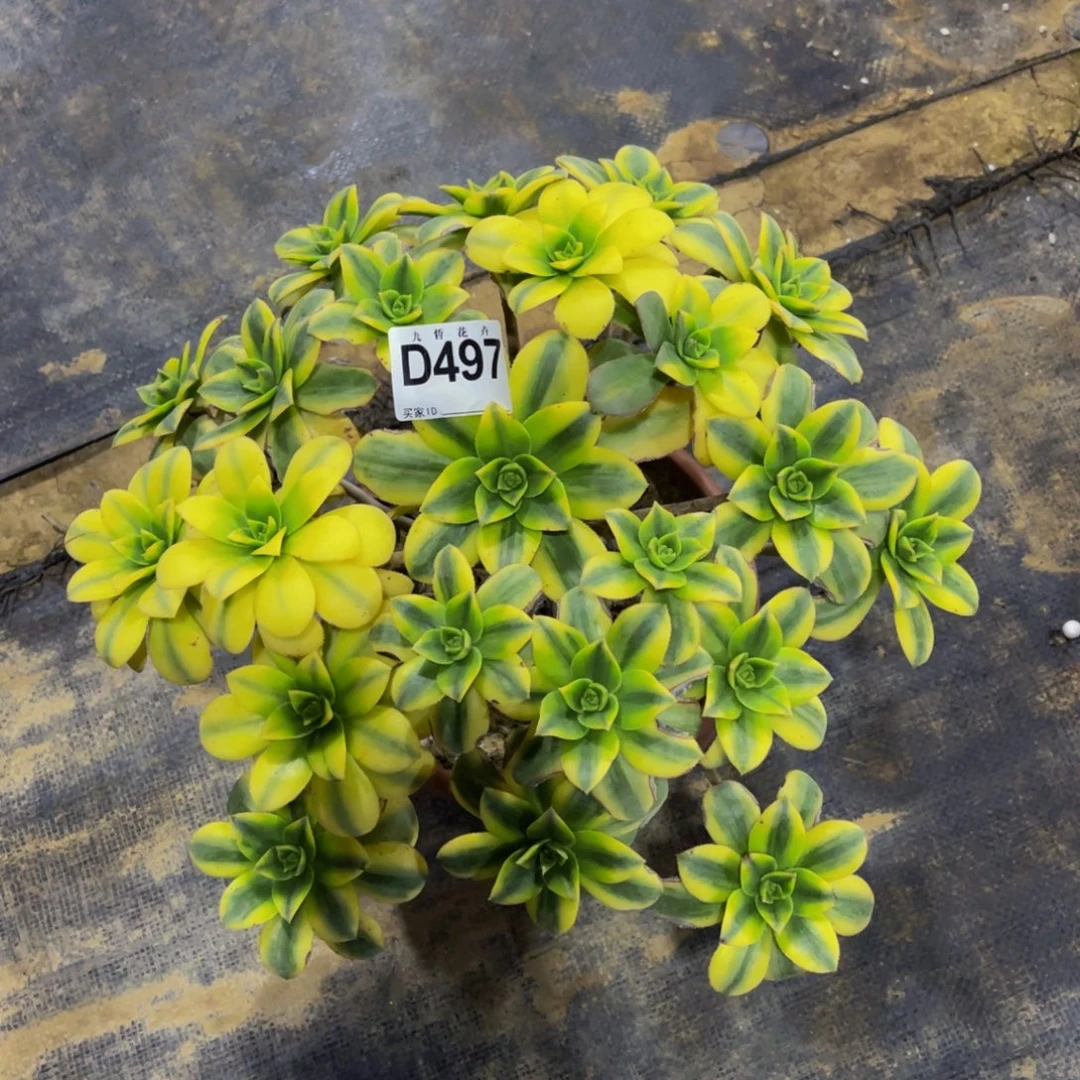 49700星爆福利可以拍