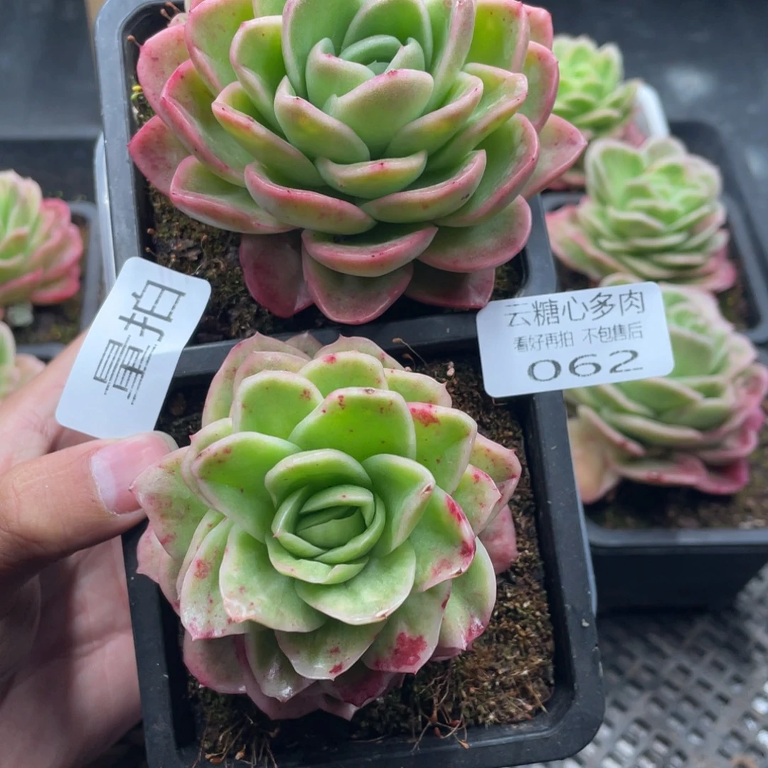 云糖心多肉植物62