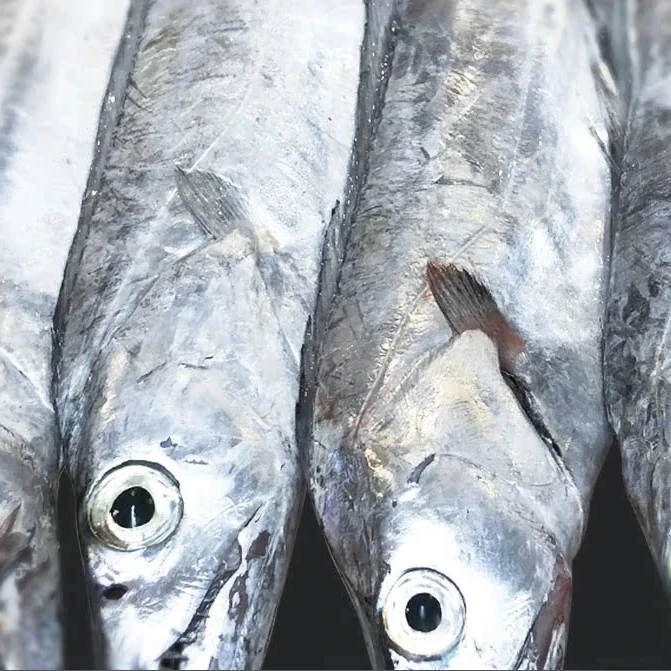 舟山雷达网小眼睛带鱼拍3斤发4斤单条6-8两介意破肚的请勿拍