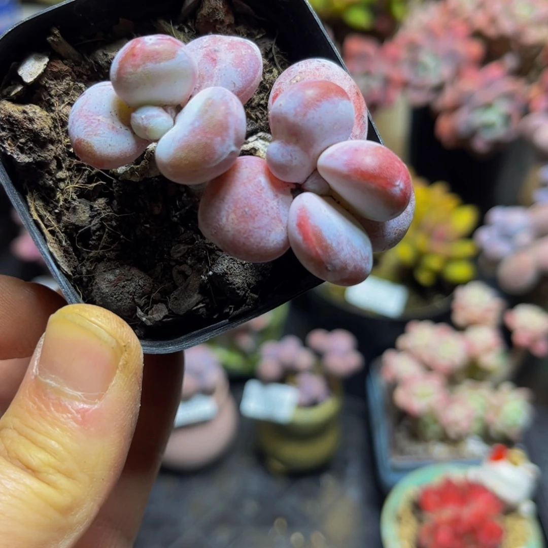 1301雪美人6厘米多肉