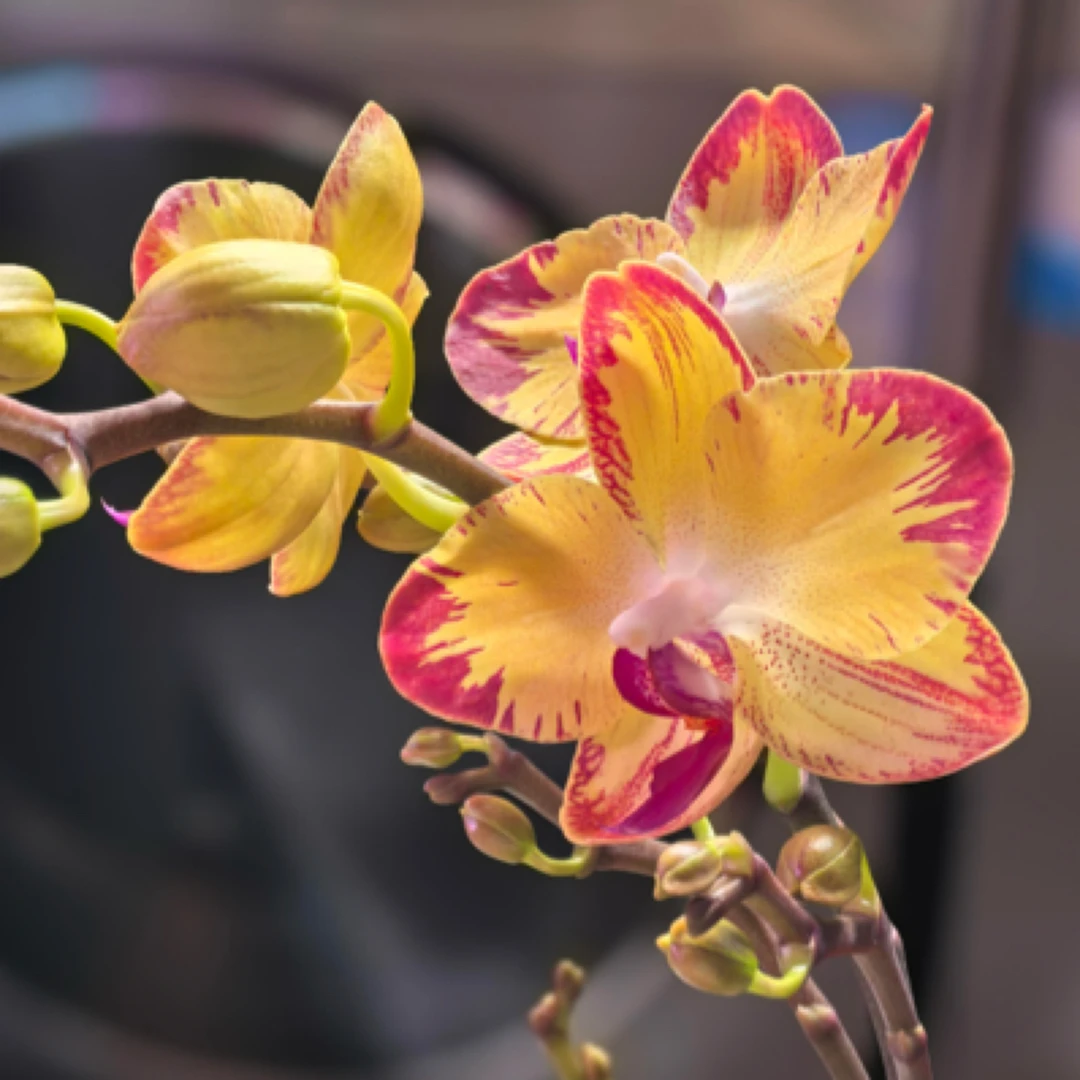 【王大拿】蝴蝶兰《爸爸加油》蝴蝶兰阳台桌面花卉盆栽