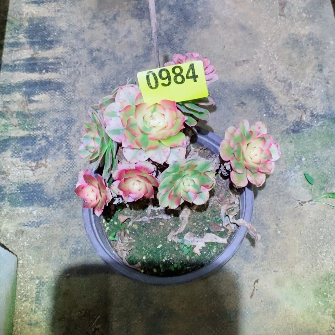 小荔枝多肉植物984