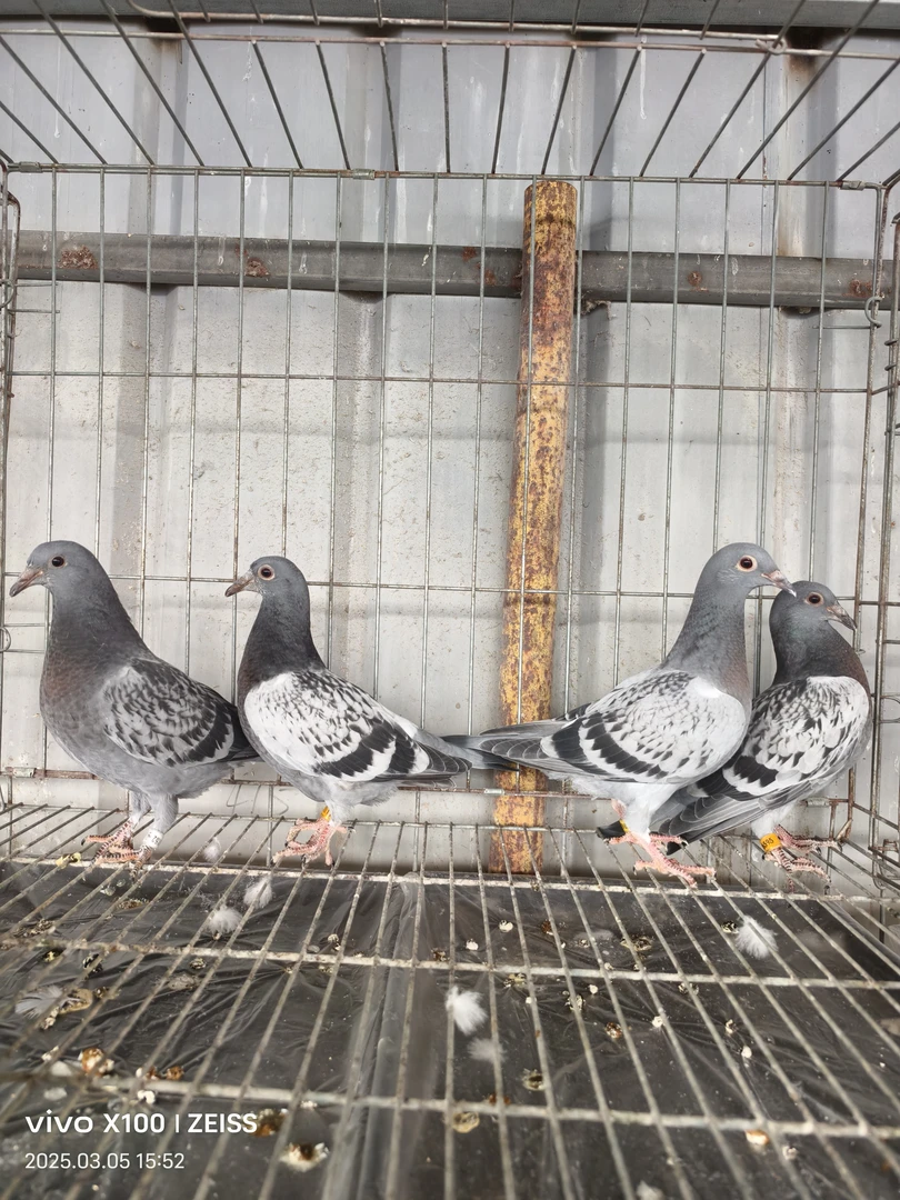 信鸽青年雨点血统鸽詹森桑杰士煲汤生鲜鸽子鲜美