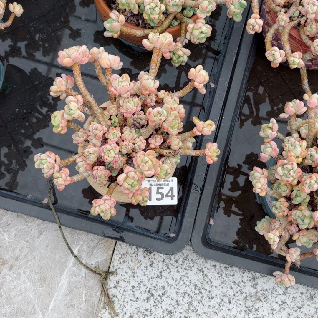 樱花罗绮老桩无盆土发货
