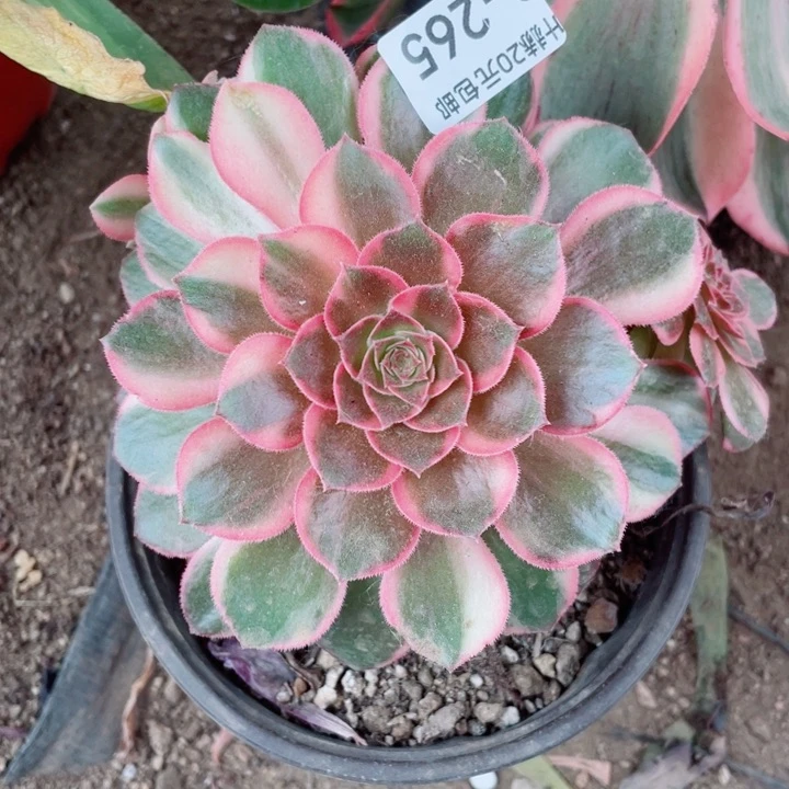 265黑膜锦多肉12345678