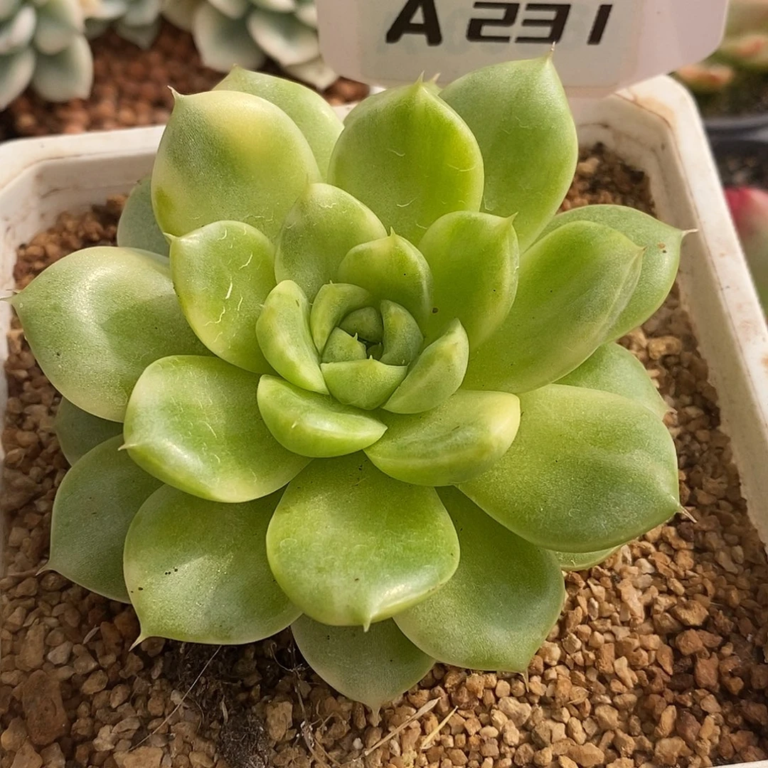 231麦秆哈哈哈哈哈哈