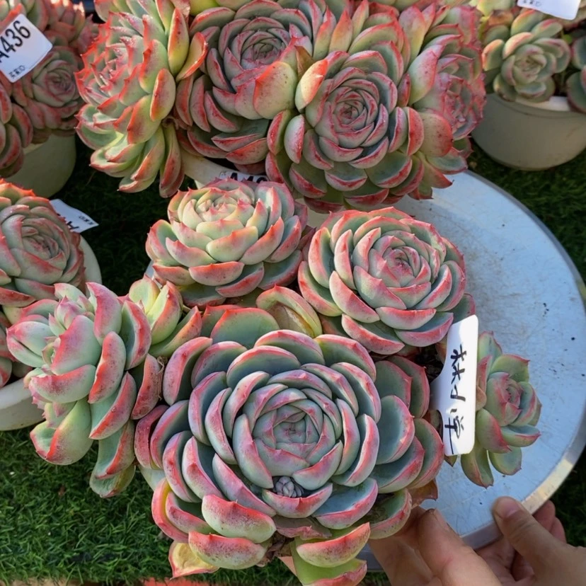 【闪购商品】林****D多肉植物的