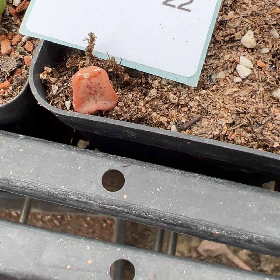 20-22量拍紫方碗肉锥2颗