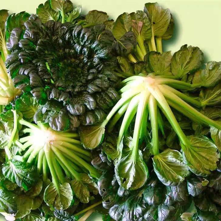 乌塌菜种子秋冬耐寒黑菜小八叶菊花心黑叶乌塌菜菜种农家蔬菜菜子