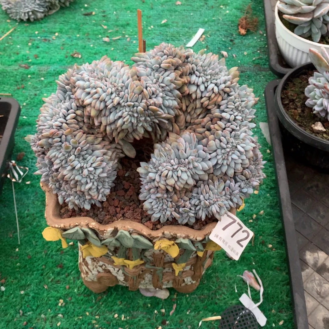 772橙子缀多肉植物