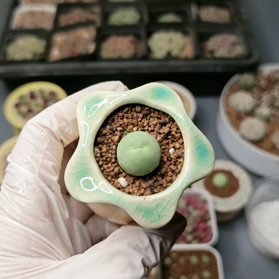 多肉植物肉锥鸽子蛋园艺脱土随机发货1.5-1.7cm3个