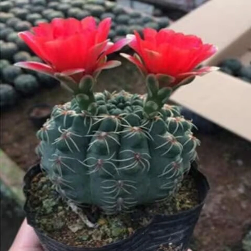 开花绯花玉多肉植物仙人掌盆栽仙人球办公室多肉植物净化空气包邮