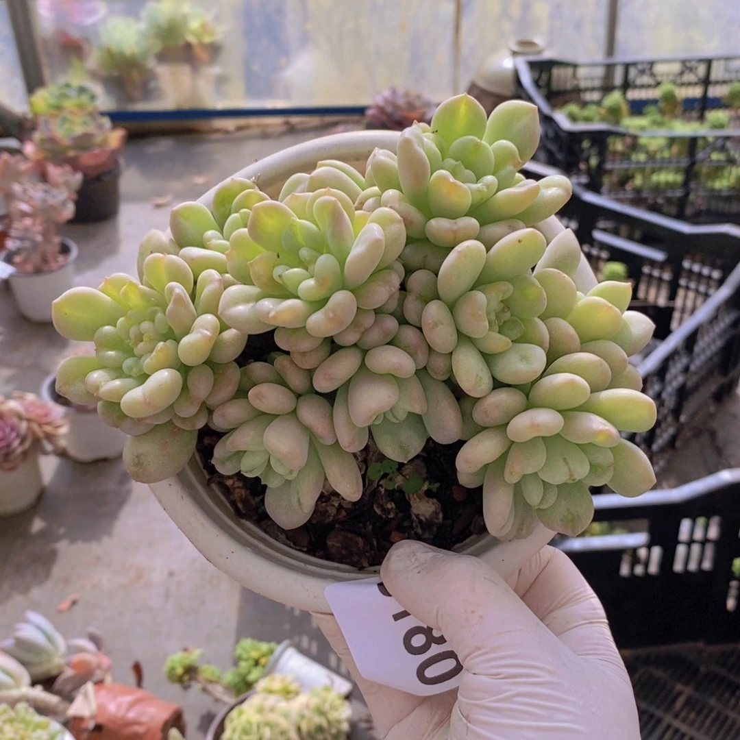 8180比尔盖茨一物一拍