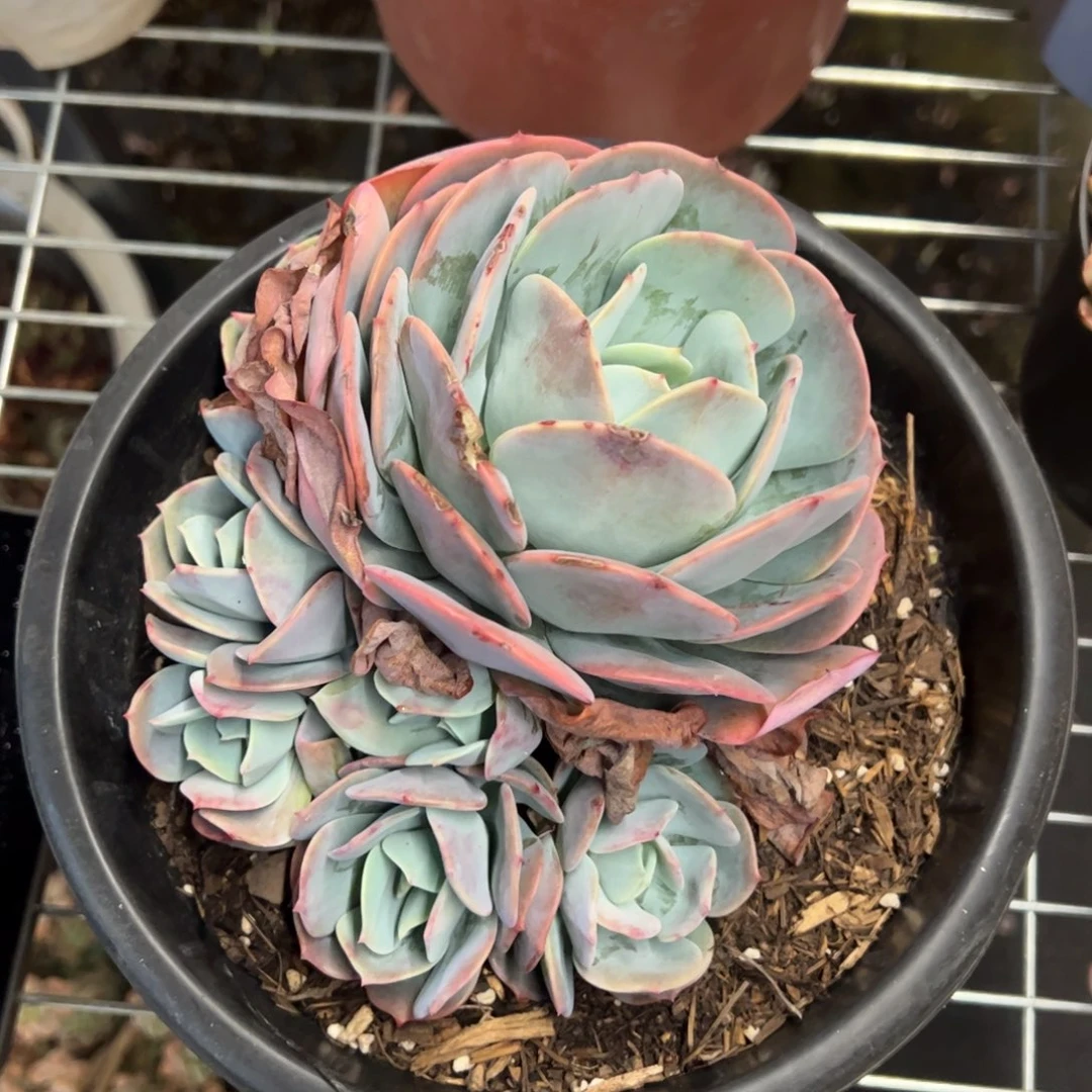 红粉台阁一物一拍2312