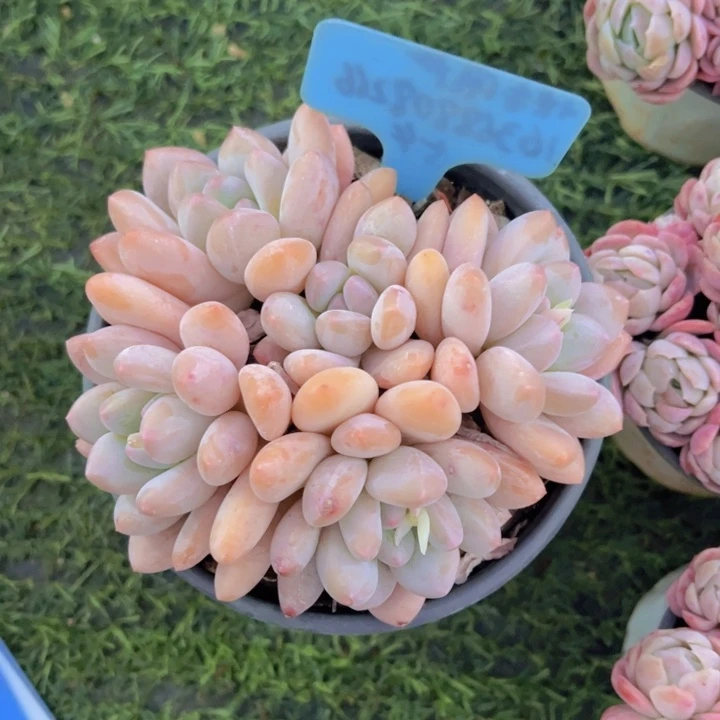 一**光健健康康平平安安