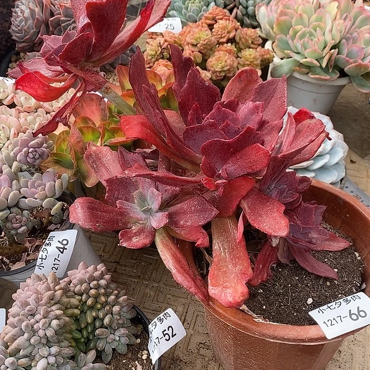 小七夕多肉钻石锦66