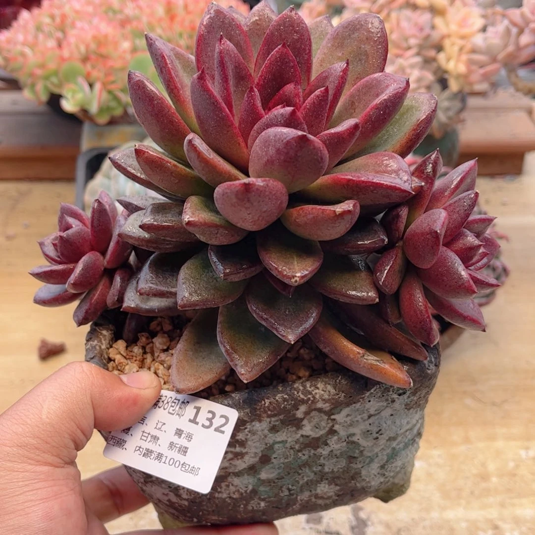 132丰沛玫瑰德华多肉
