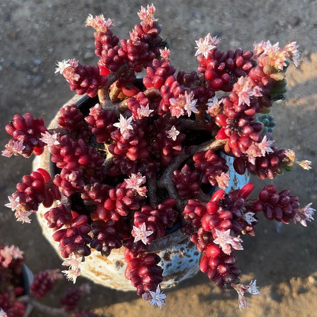 红珊瑚而哦咯哦哦我哟哟哟哟哟哟