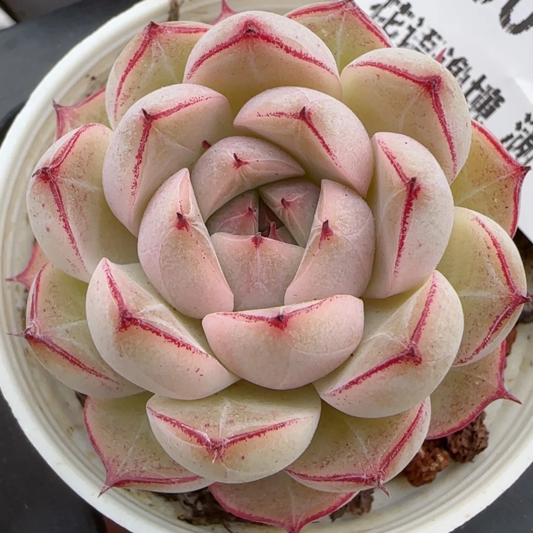 花语逸境0209-600