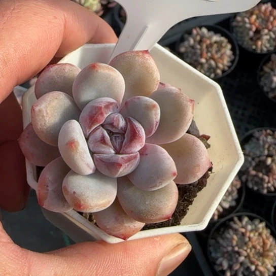 26星星雪一物一拍多肉