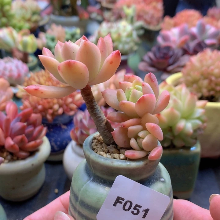 一物一拍含盆土满38包邮51