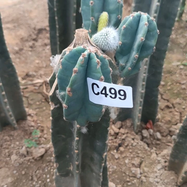 小*辉量天尺多头499