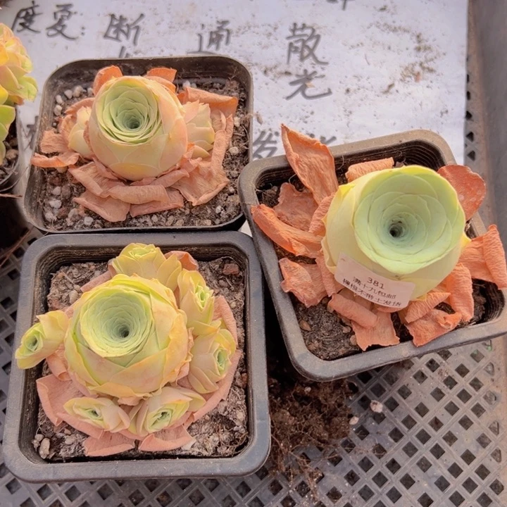 381 裸根不带土发货