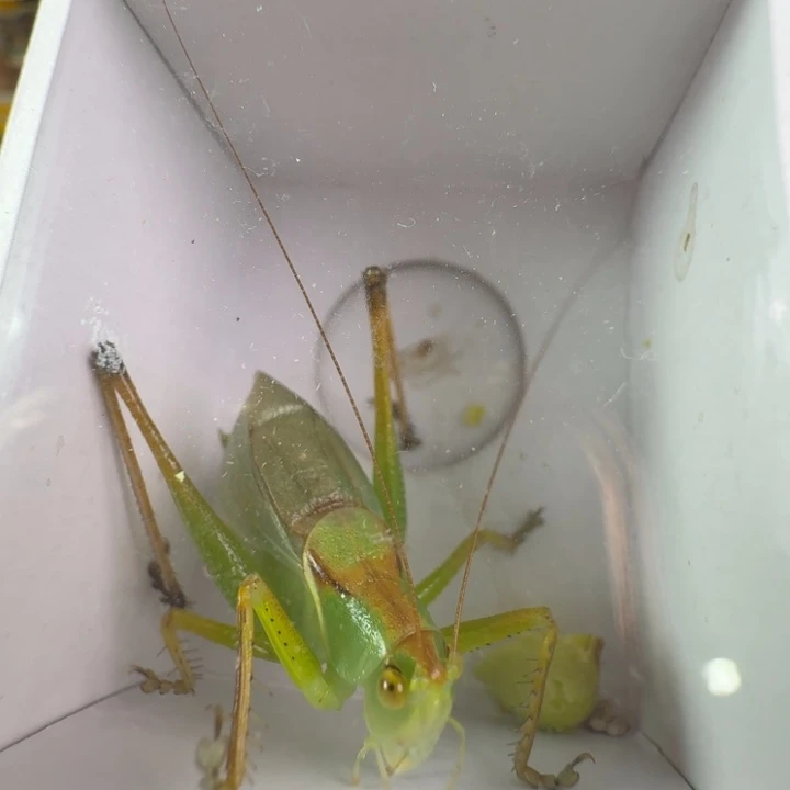 漂亮过冬绿吉尔1只