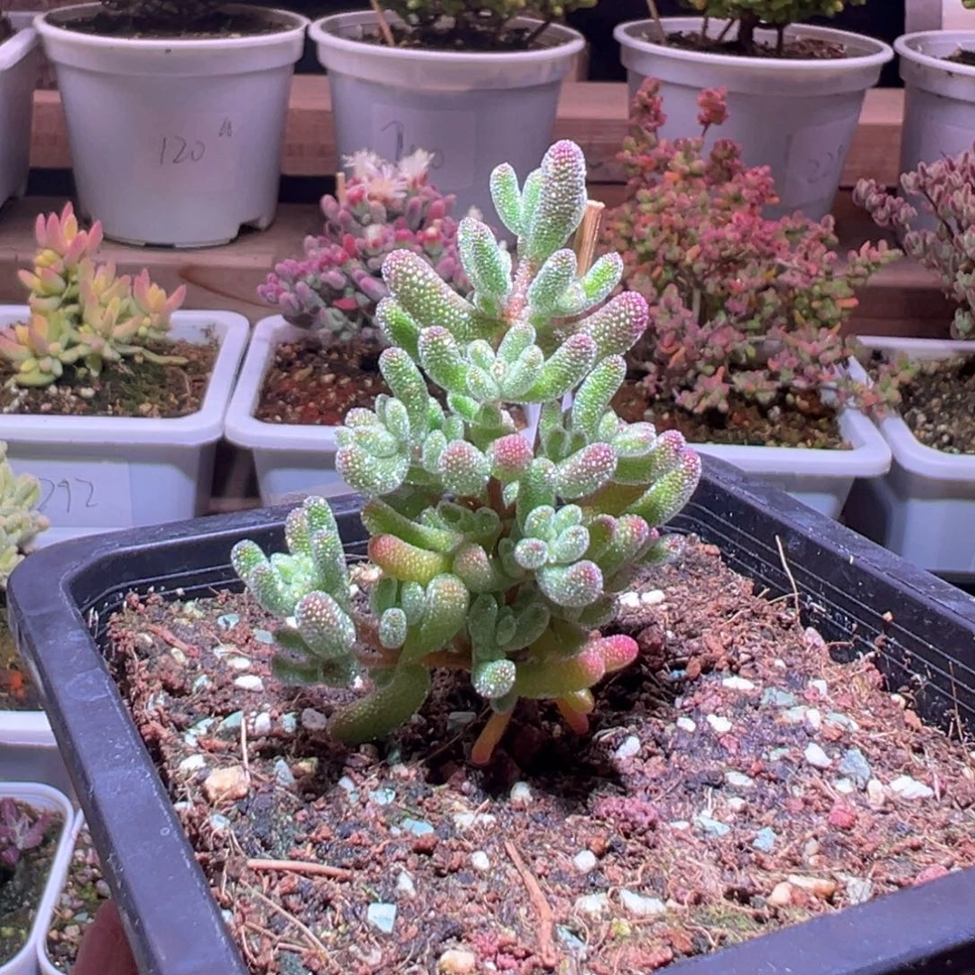 274冰晶一物一拍包开箱