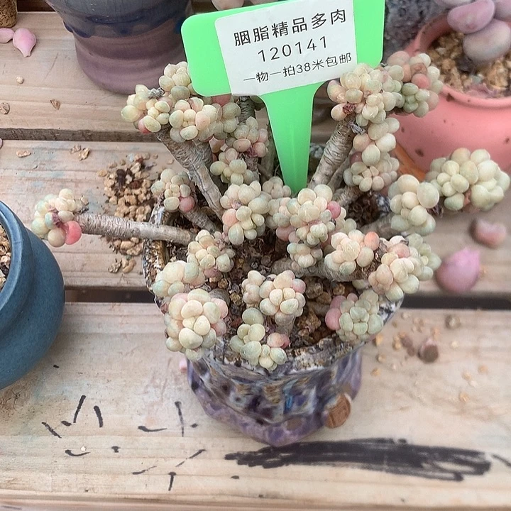 141哦理解啦咯了来了额墨迹
