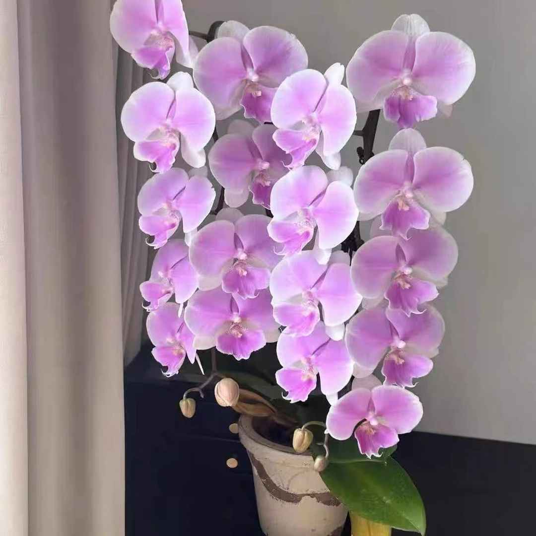 精品蝴蝶兰【梦幻婚礼】浪漫花色好养易活婚礼送礼佳品
