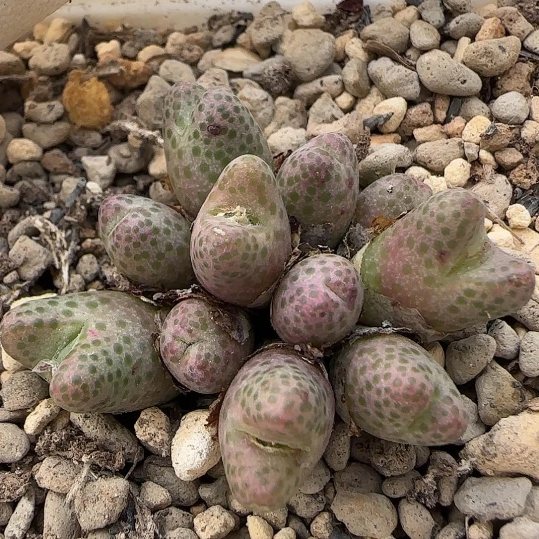A043当天满38包邮火龙果杂交11头脱土